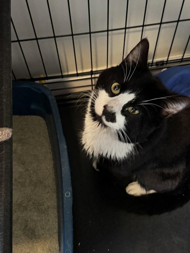 Tux, Adoptable, Adult Male Domestic Short Hair.