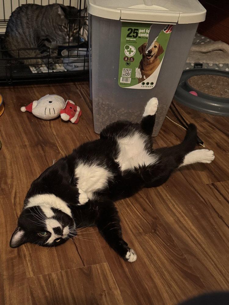 Enlarge Tux, a Adoptable Domestic Short Hair in O'Fallon, MO image 2/3