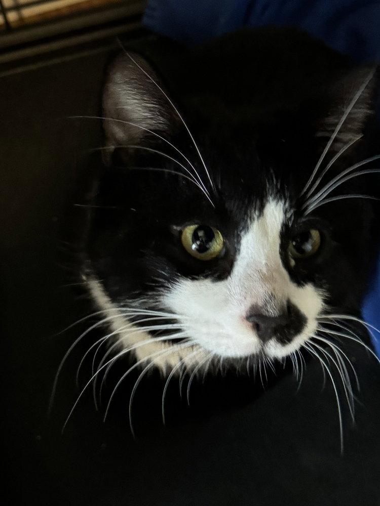 Enlarge Tux, a Adoptable Domestic Short Hair in O'Fallon, MO image 3/3
