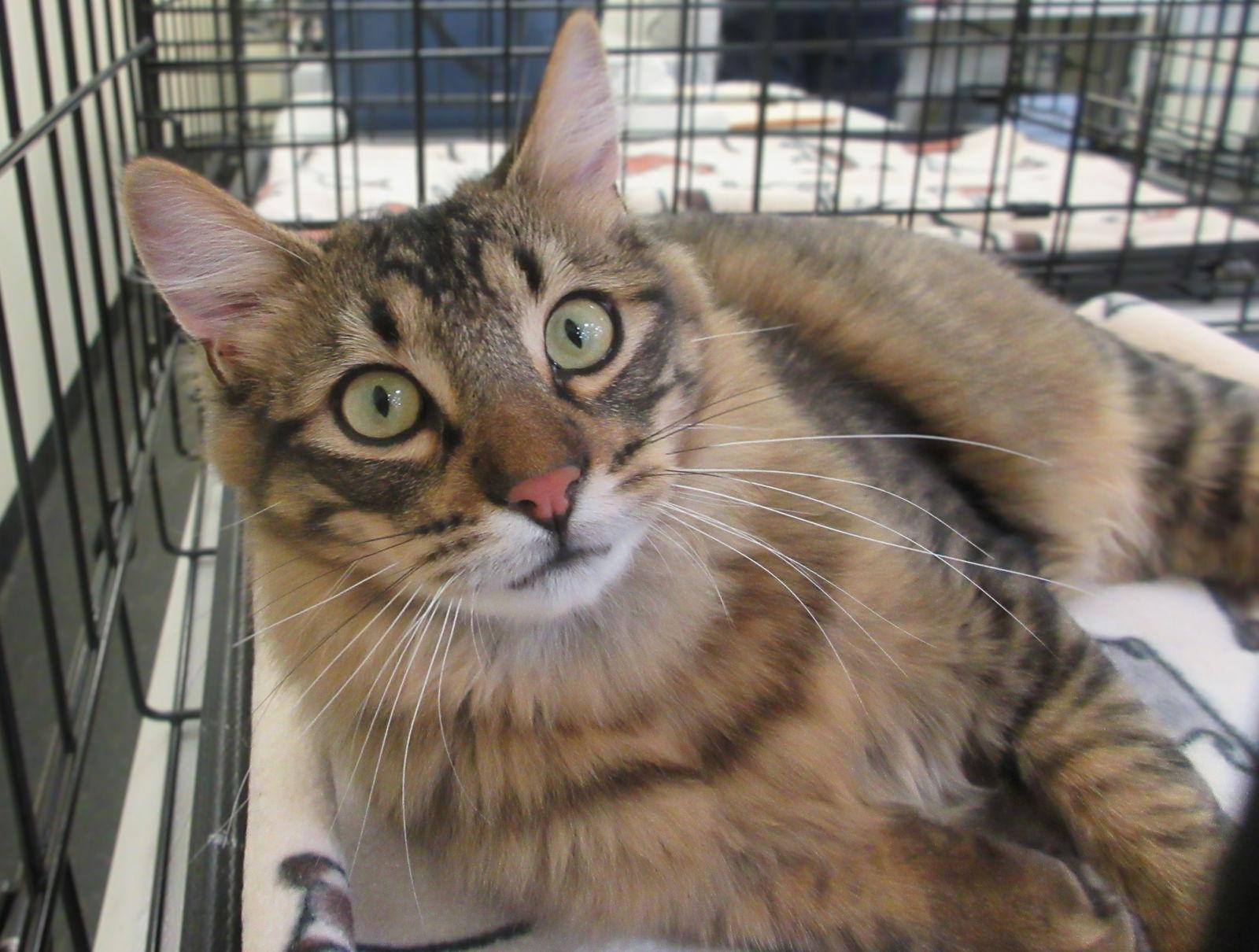 Sugar Cookie and Autumn, a Adopted mixed breed in Walnut Creek, CA image 1/3