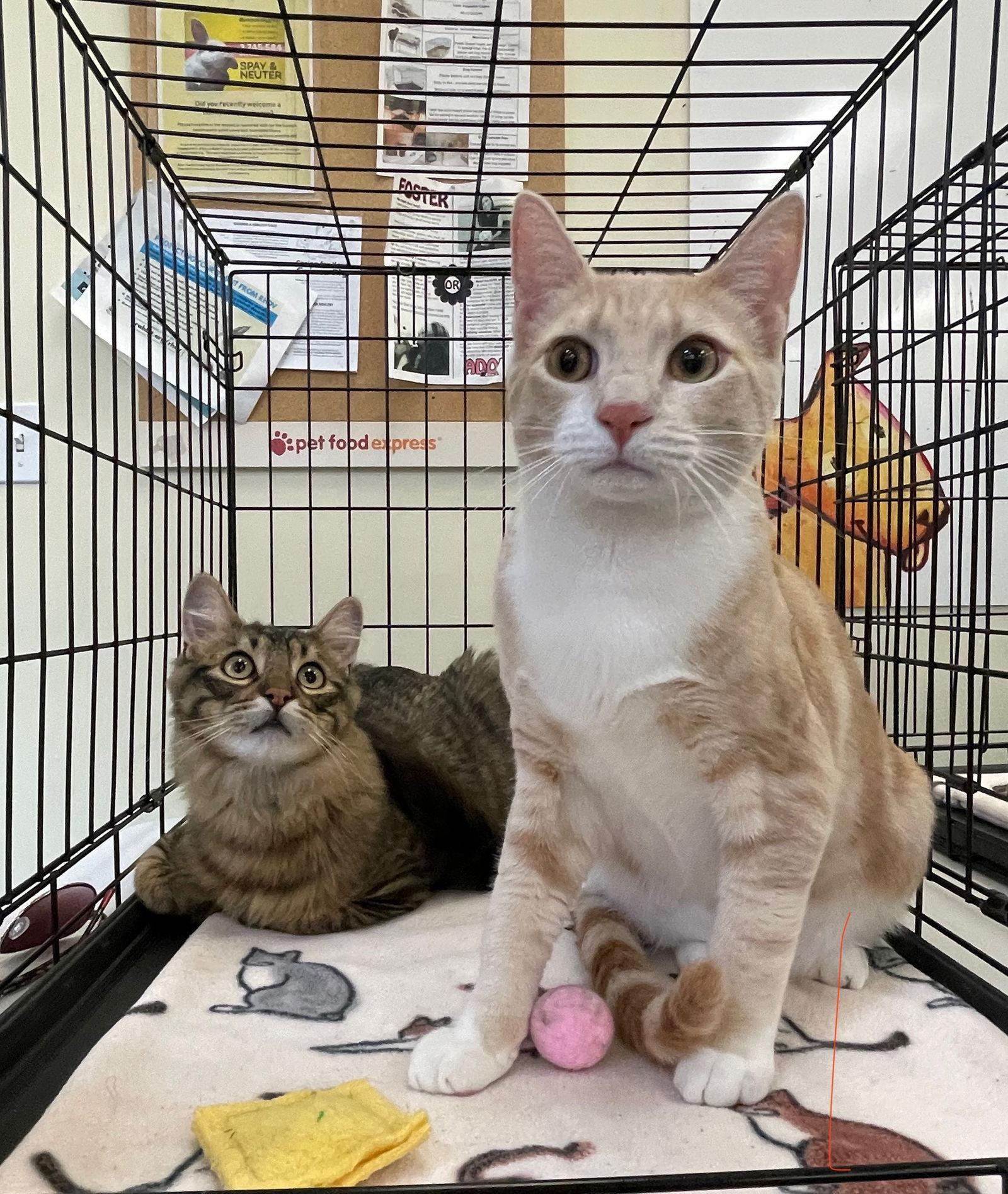 Sugar Cookie and Autumn, a Adopted mixed breed in Walnut Creek, CA image 2/3