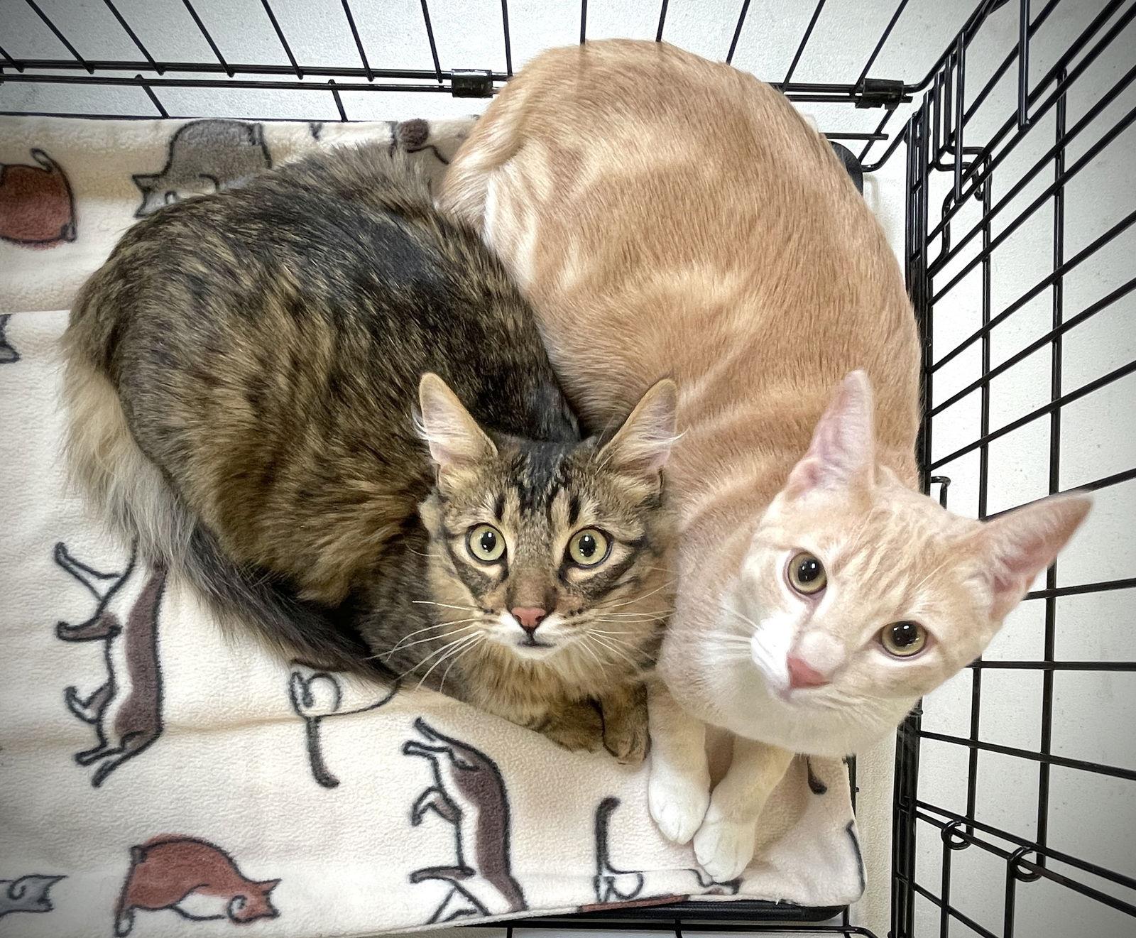 Sugar Cookie and Autumn, a Adopted mixed breed in Walnut Creek, CA image 3/3