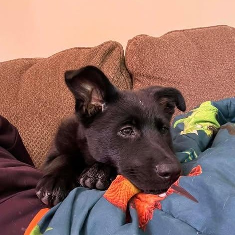 Diamond, ADOPTABLE, Puppy Female Australian Cattle Dog / Blue Heeler.