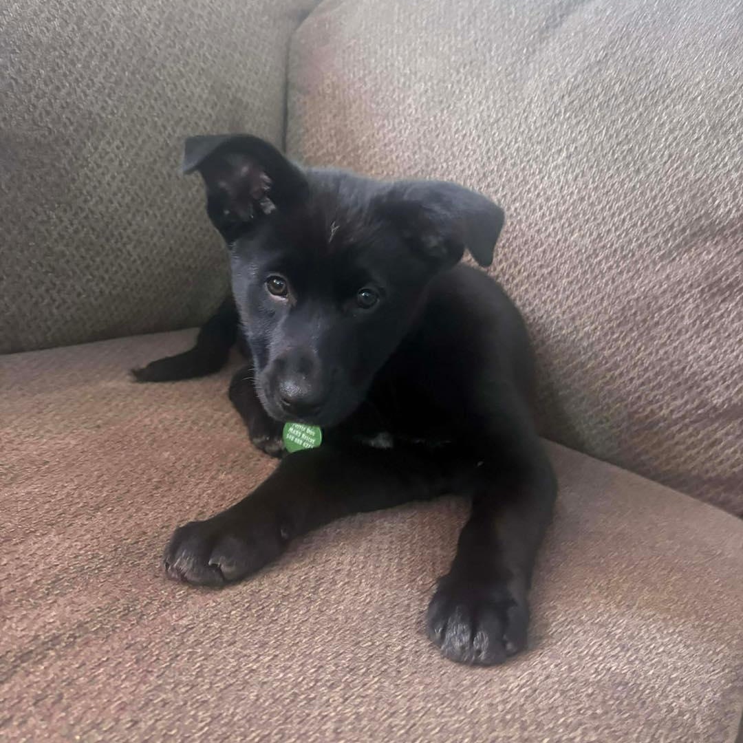 Diamond, a ADOPTABLE mixed breed in St Thomas, ON image 2/2