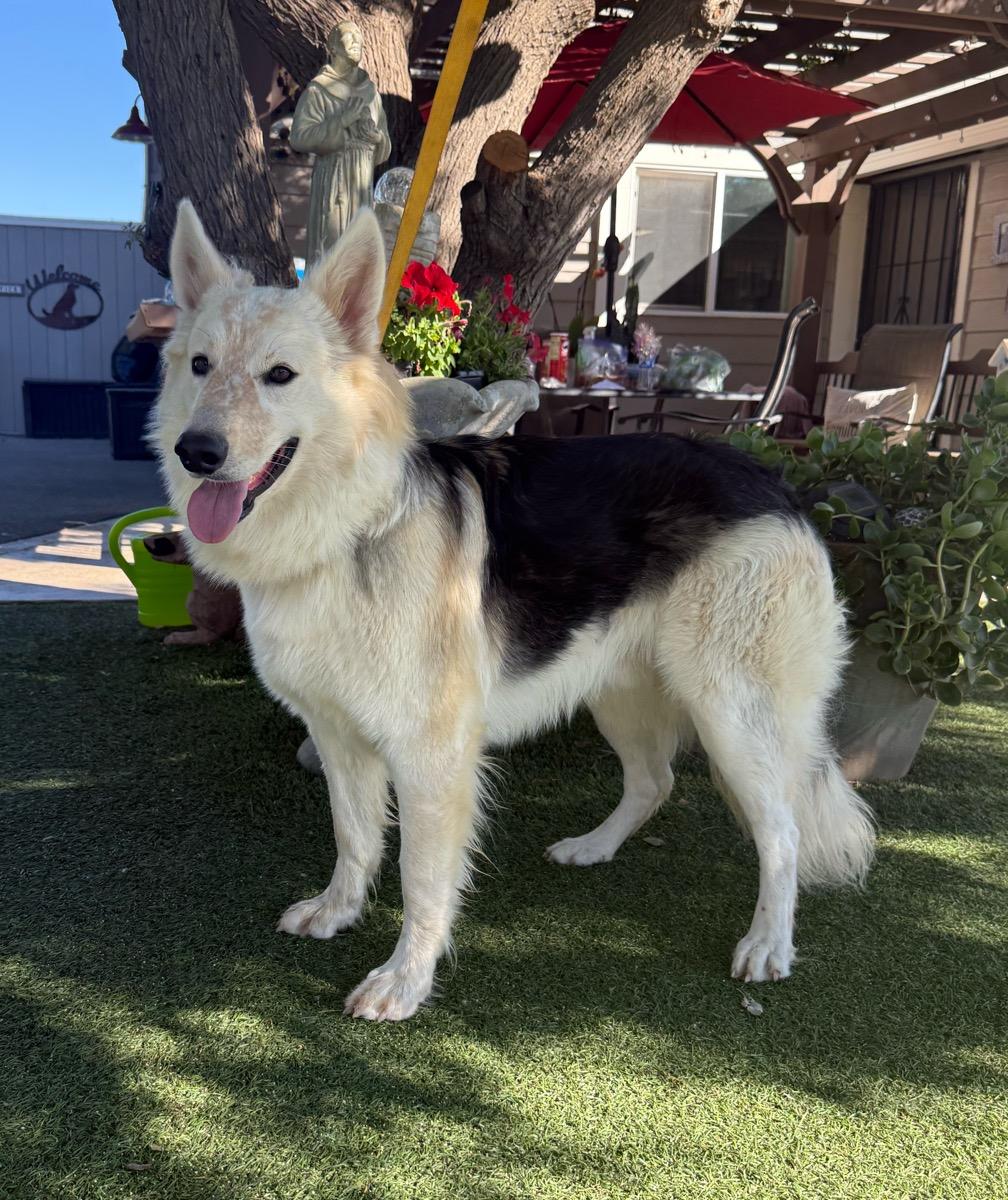 Enlarge Shiloh, a Adoptable mixed breed in Temecula, CA image 1/2