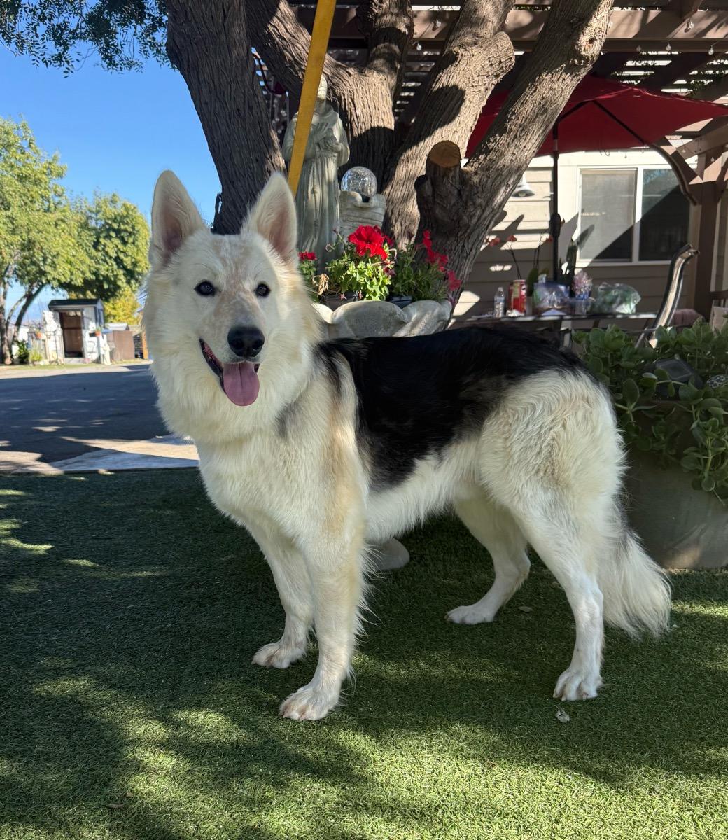 Enlarge Shiloh, a Adoptable mixed breed in Temecula, CA image 2/2