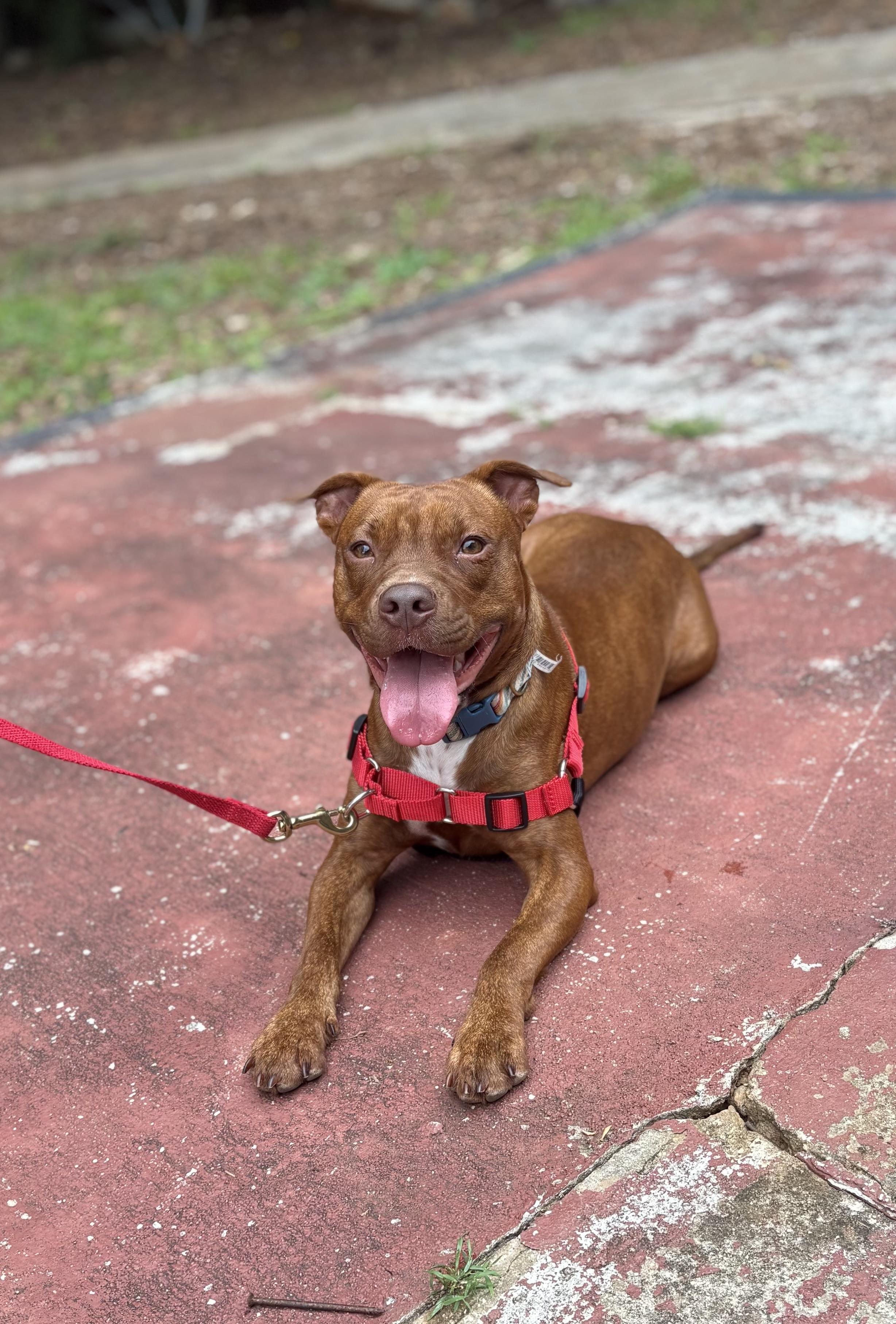 Ari, a ADOPTABLE mixed breed in East Point, GA image 3/3