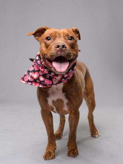 Ari, ADOPTABLE, Young Female Pit Bull Terrier.