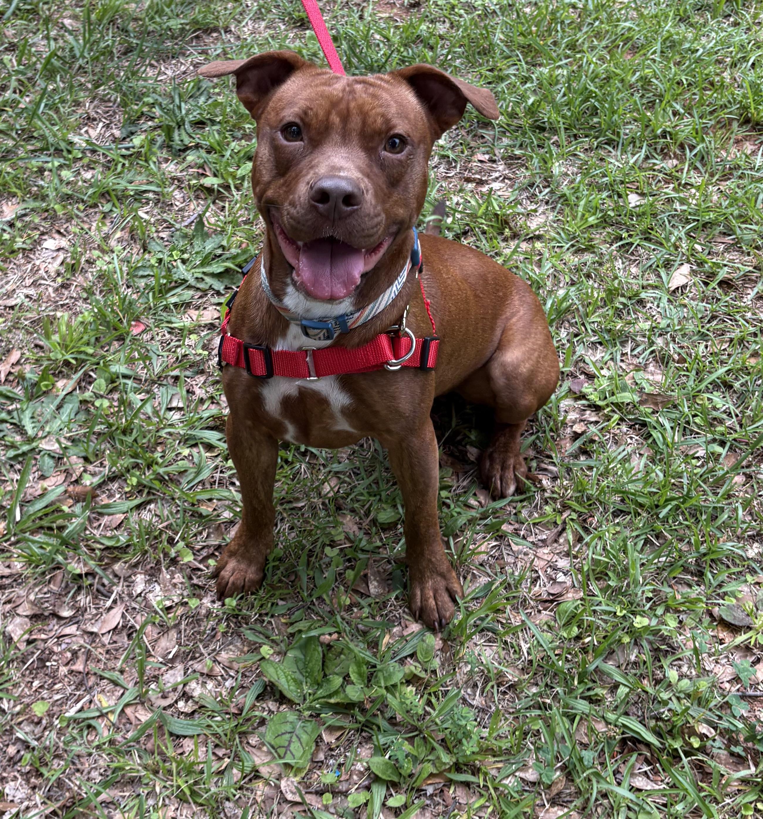 Ari, a ADOPTABLE mixed breed in East Point, GA image 2/3