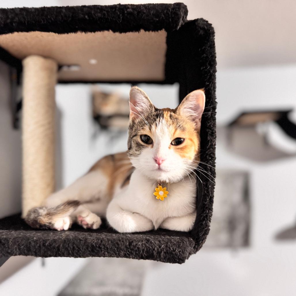 Carmel, Adoptable, Young Female Domestic Short Hair.