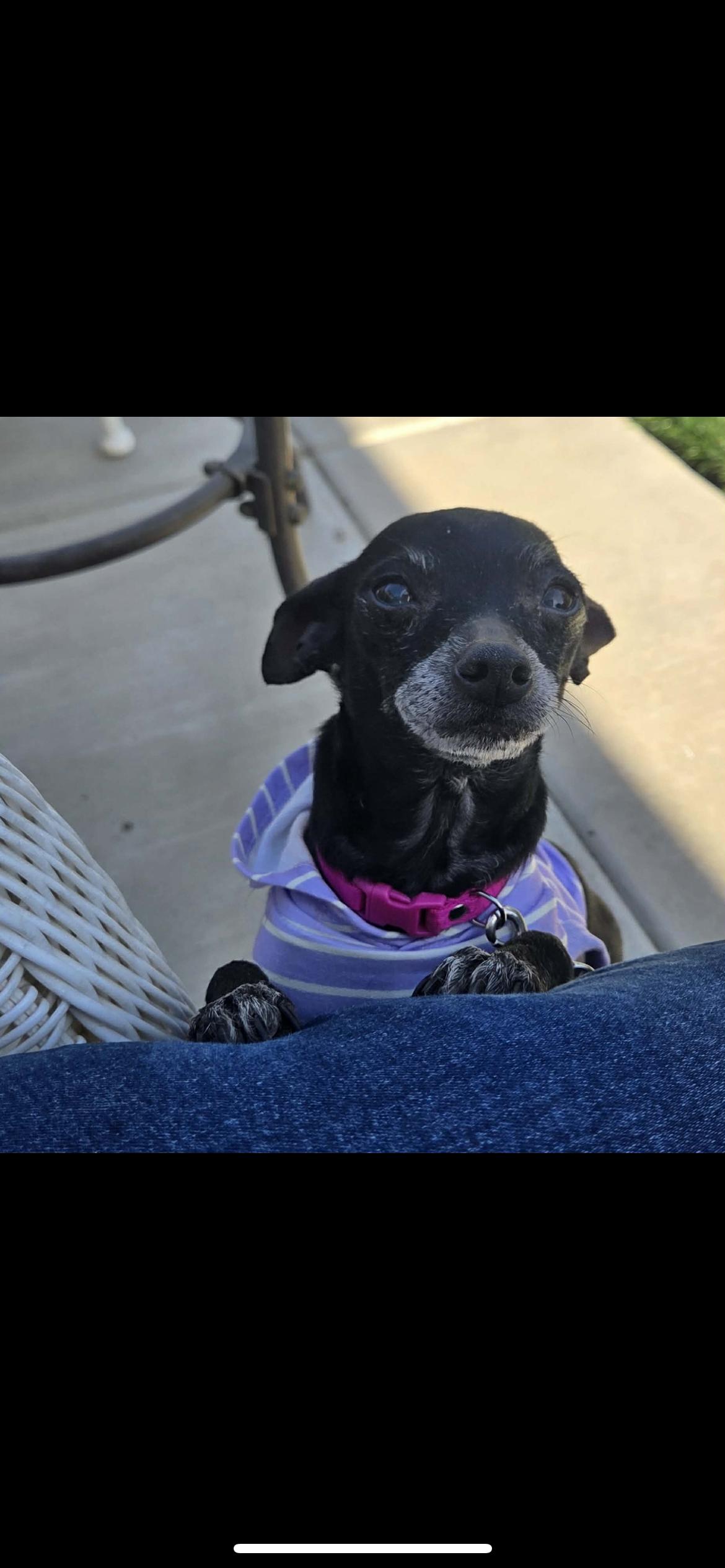 Enlarge Tia, a ADOPTABLE mixed breed in Hamden, CT image 5/6