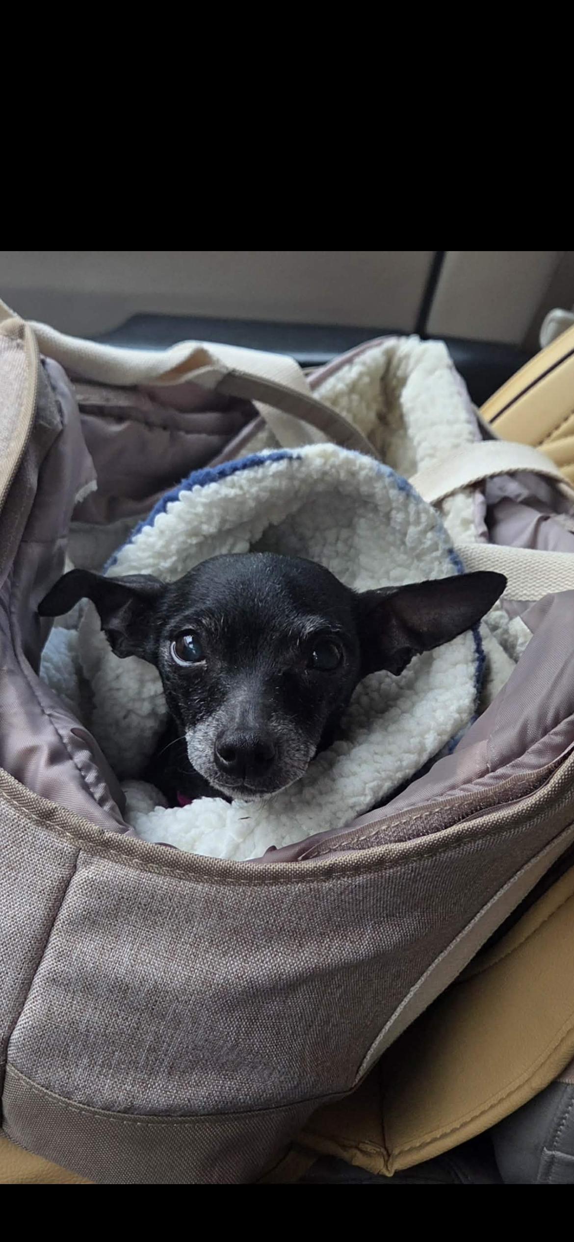 Tia, ADOPTABLE, Adult Female Chihuahua & Miniature Pinscher.