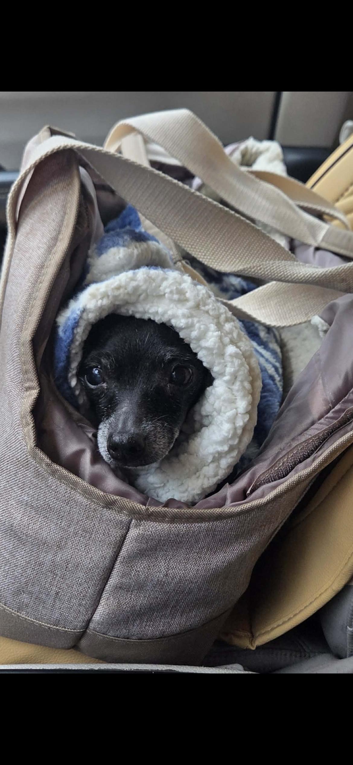 Enlarge Tia, a ADOPTABLE mixed breed in Hamden, CT image 4/6