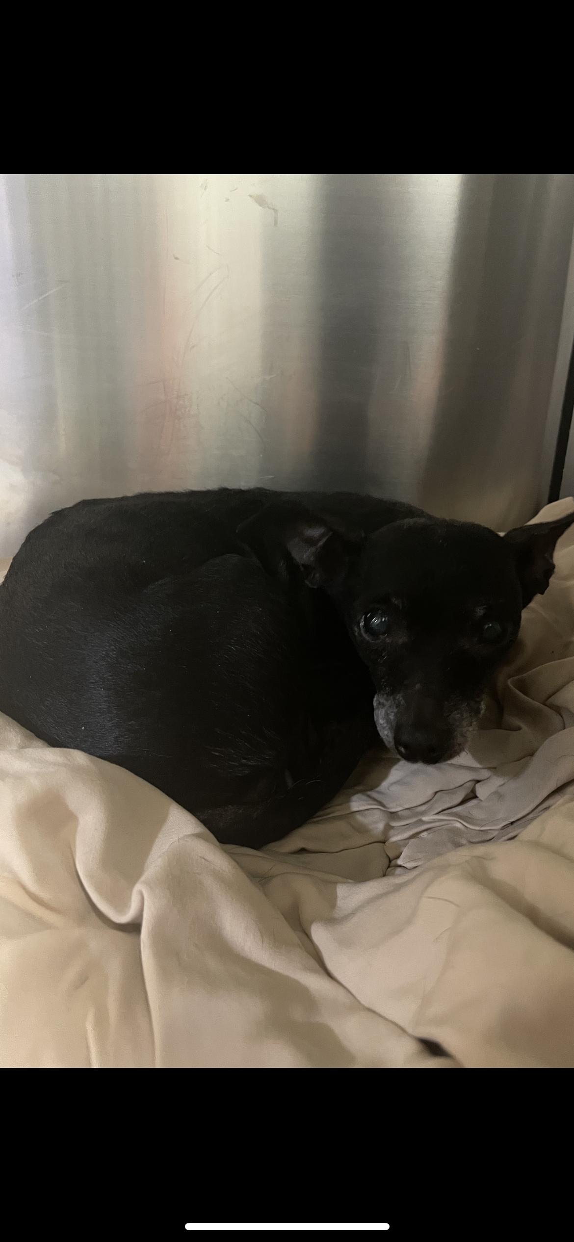 Enlarge Tia, a ADOPTABLE mixed breed in Hamden, CT image 6/6