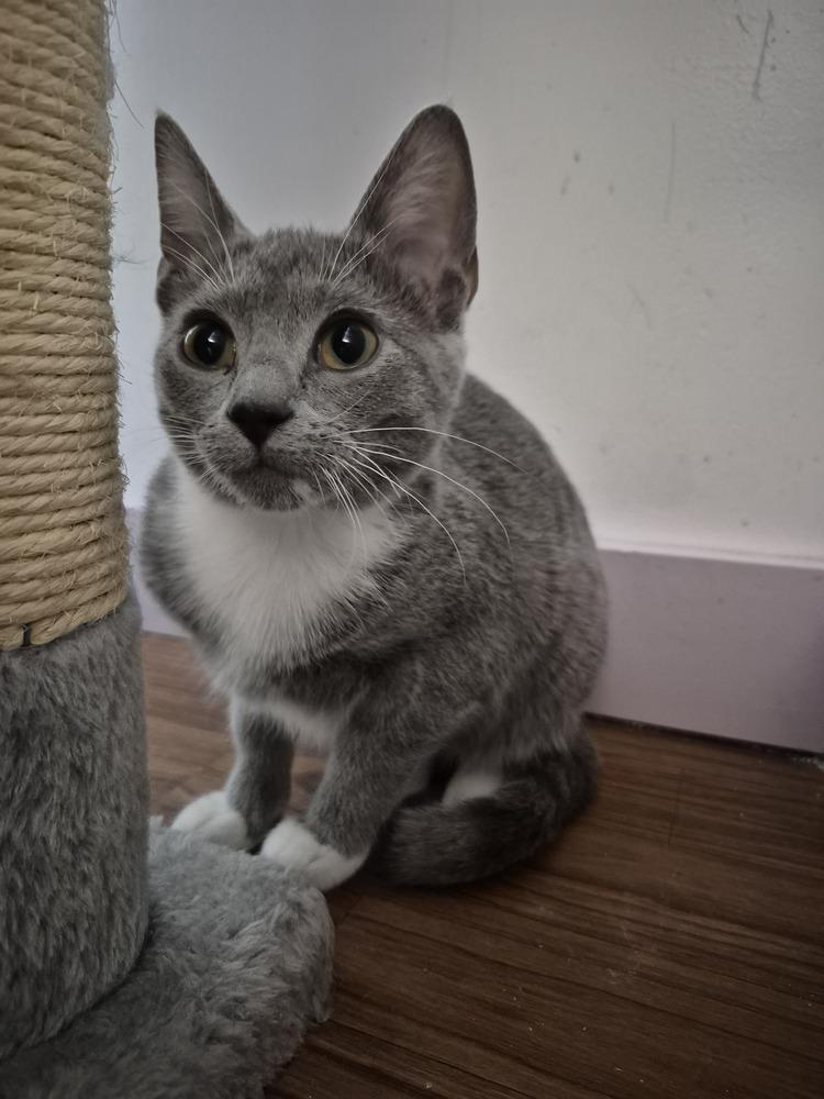 Miss Gracie, Adoptable, Kitten Female Domestic Short Hair.