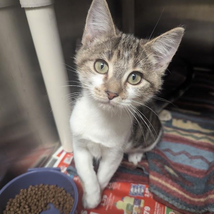 Mahomes, an adopted Domestic Short Hair in Springfield, IL image 1/3