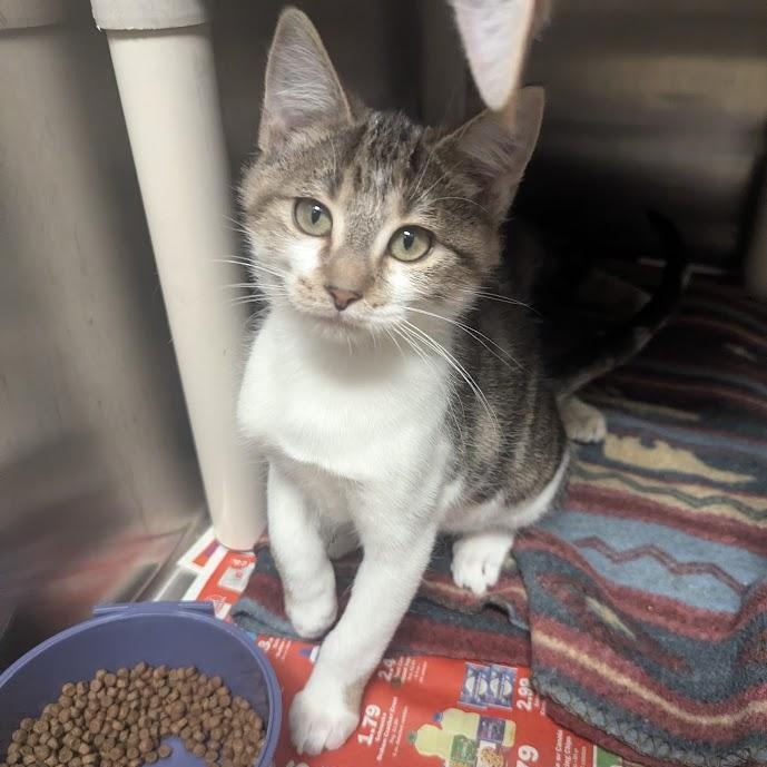 Mahomes, an adopted Domestic Short Hair in Springfield, IL image 2/3