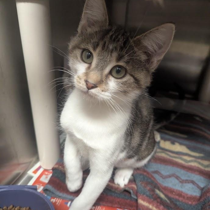 Mahomes, an adopted Domestic Short Hair in Springfield, IL image 3/3