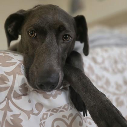 Vincent, a Adoptable mixed breed in Madison, WI image 2/3