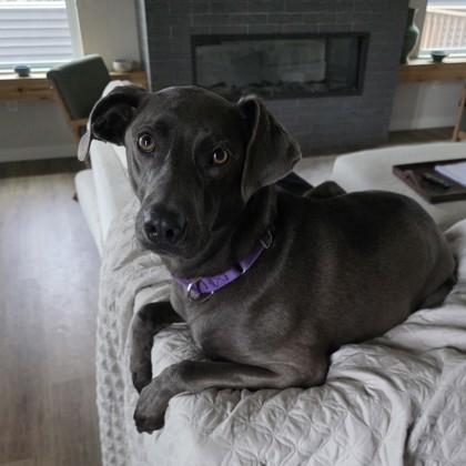 Vincent, a Adoptable mixed breed in Madison, WI image 3/3