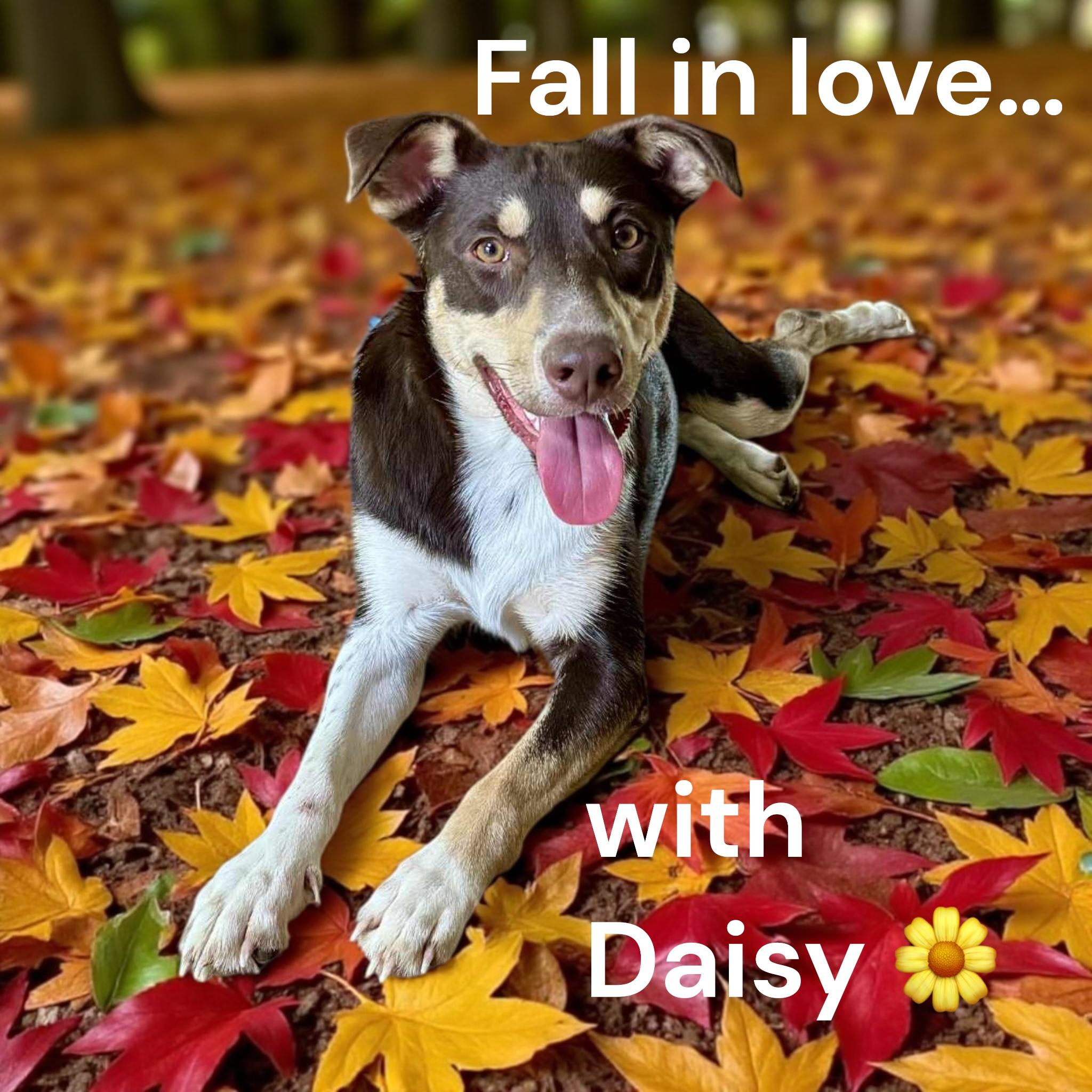 Dasiy, Adoptable, Adult Female Australian Kelpie & Australian Shepherd.