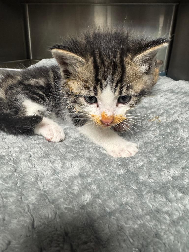 Enlarge ZuZu, a Adoptable mixed breed in Shelbyville, TN image 1/1