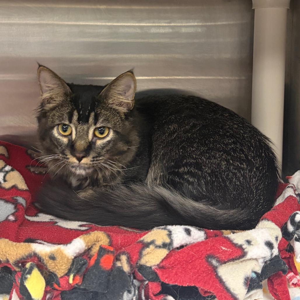 Enlarge Pita Boy C12580, a Adoptable Domestic Medium Hair in Minneapolis, MN image 1/1