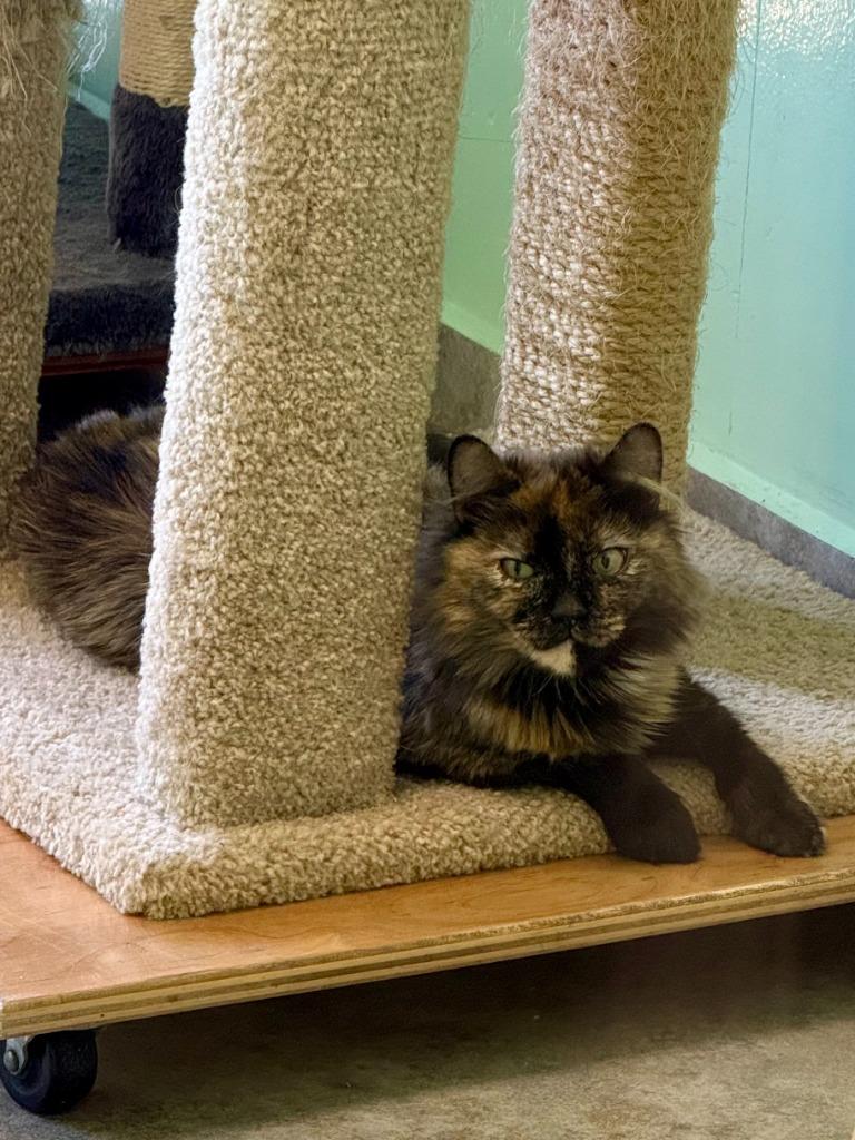 Tamara, Adoptable, Young Female Domestic Short Hair.