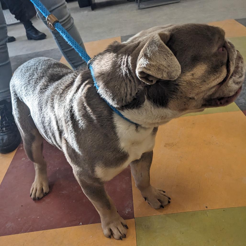 Half Court Flop thumbnail 2