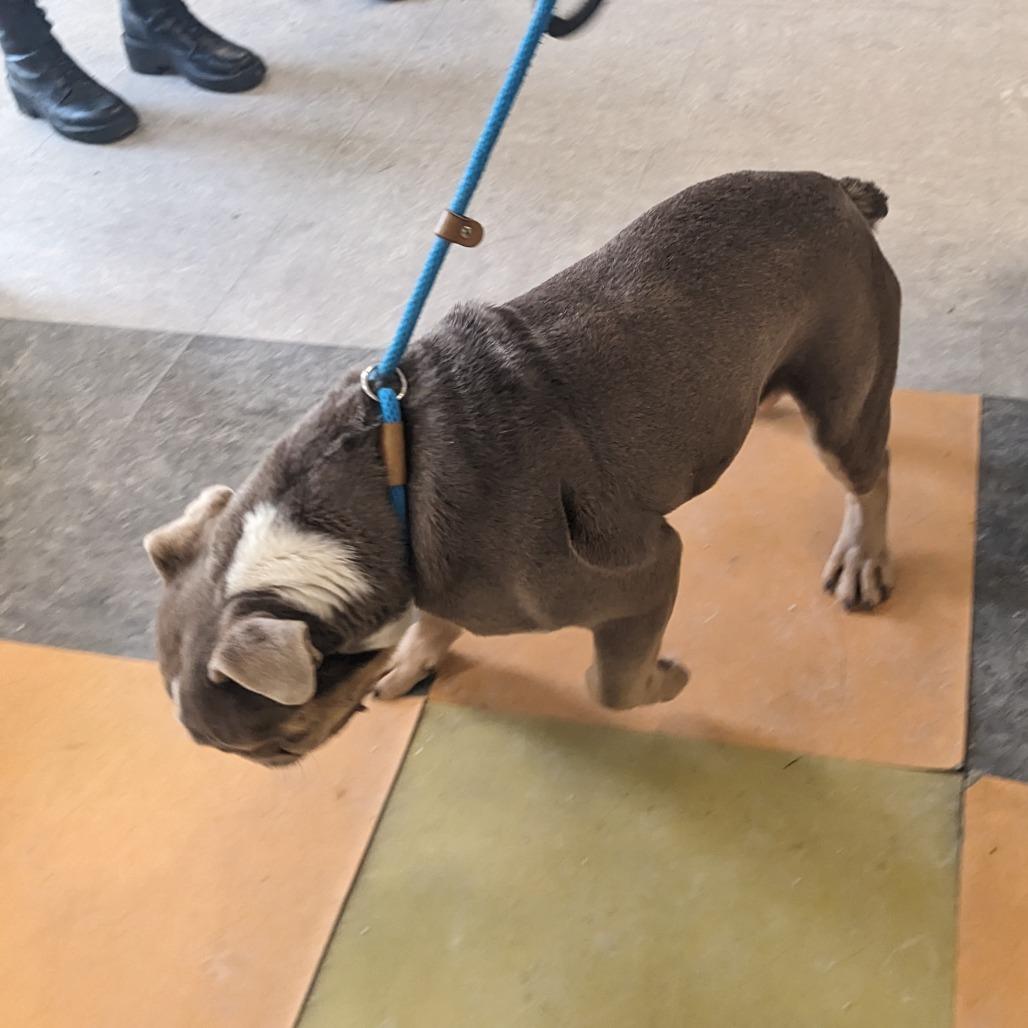 Half Court Flop thumbnail 3