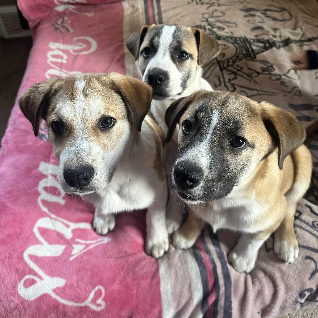 Enlarge Dakota, a Adoptable Mixed Breed in Sioux Falls, SD image 1/6