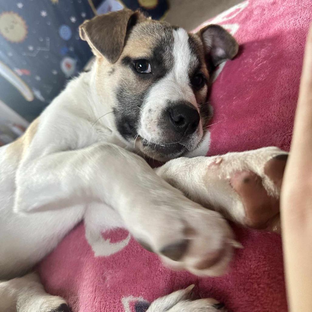 Enlarge Dakota, a Adoptable Mixed Breed in Sioux Falls, SD image 2/6