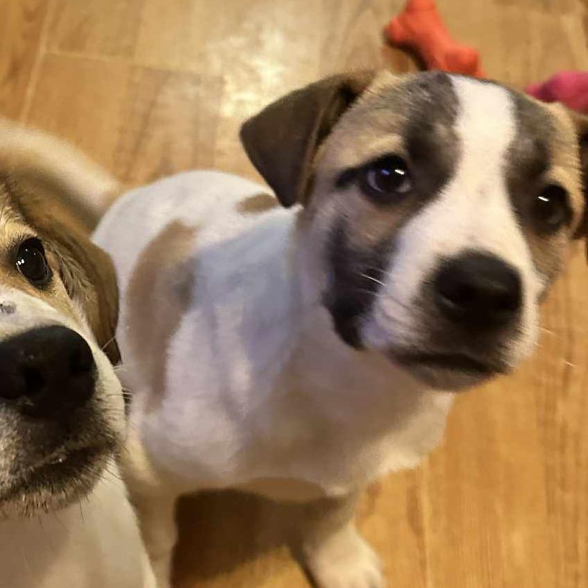 Enlarge Dakota, a Adoptable Mixed Breed in Sioux Falls, SD image 3/6