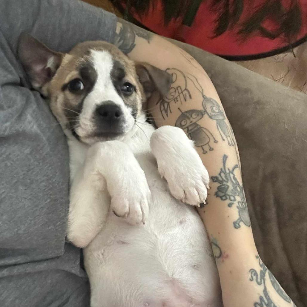 Enlarge Dakota, a Adoptable Mixed Breed in Sioux Falls, SD image 4/6