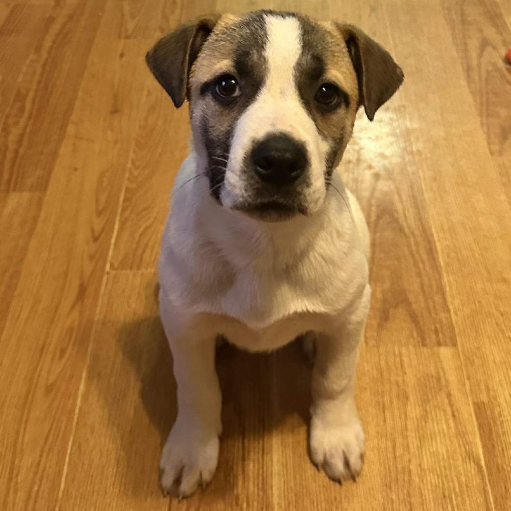 Enlarge Dakota, a Adoptable Mixed Breed in Sioux Falls, SD image 5/6