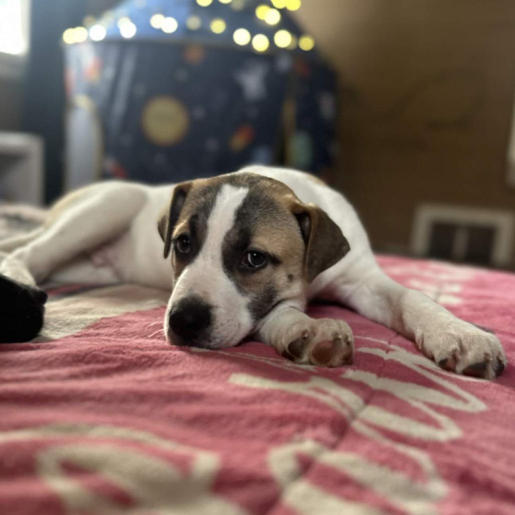 Enlarge Dakota, a Adoptable Mixed Breed in Sioux Falls, SD image 6/6