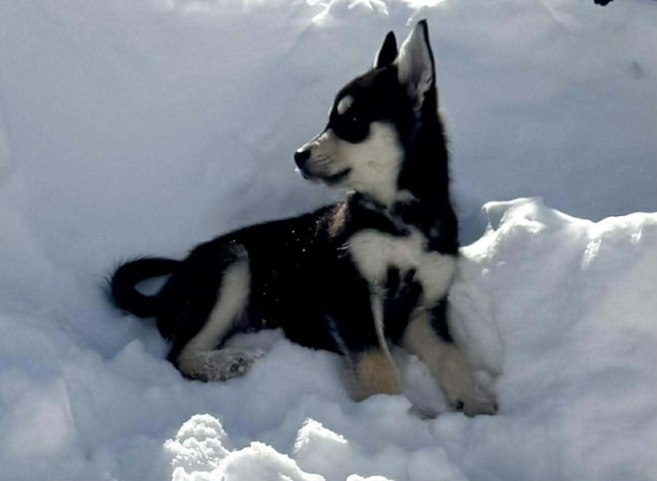 Enlarge Colorado, an adopted mixed breed in Toronto, ON image 3/5