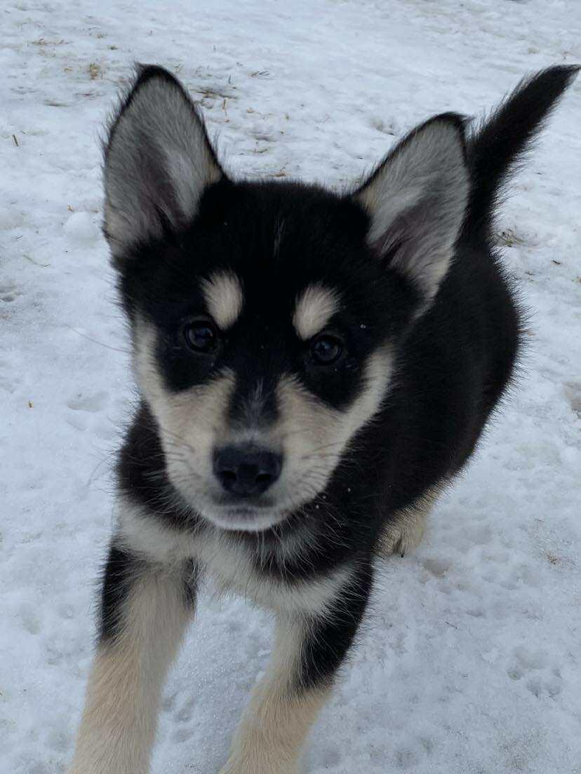 Enlarge Colorado, an adopted mixed breed in Toronto, ON image 1/5