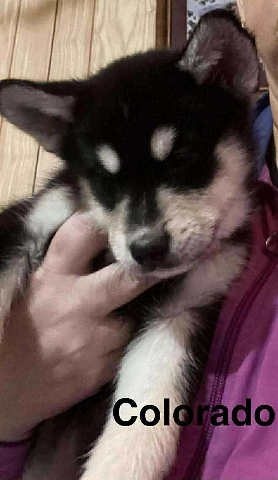 Enlarge Colorado, an adopted mixed breed in Toronto, ON image 5/5