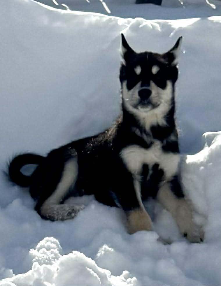 Enlarge Colorado, an adopted mixed breed in Toronto, ON image 4/5