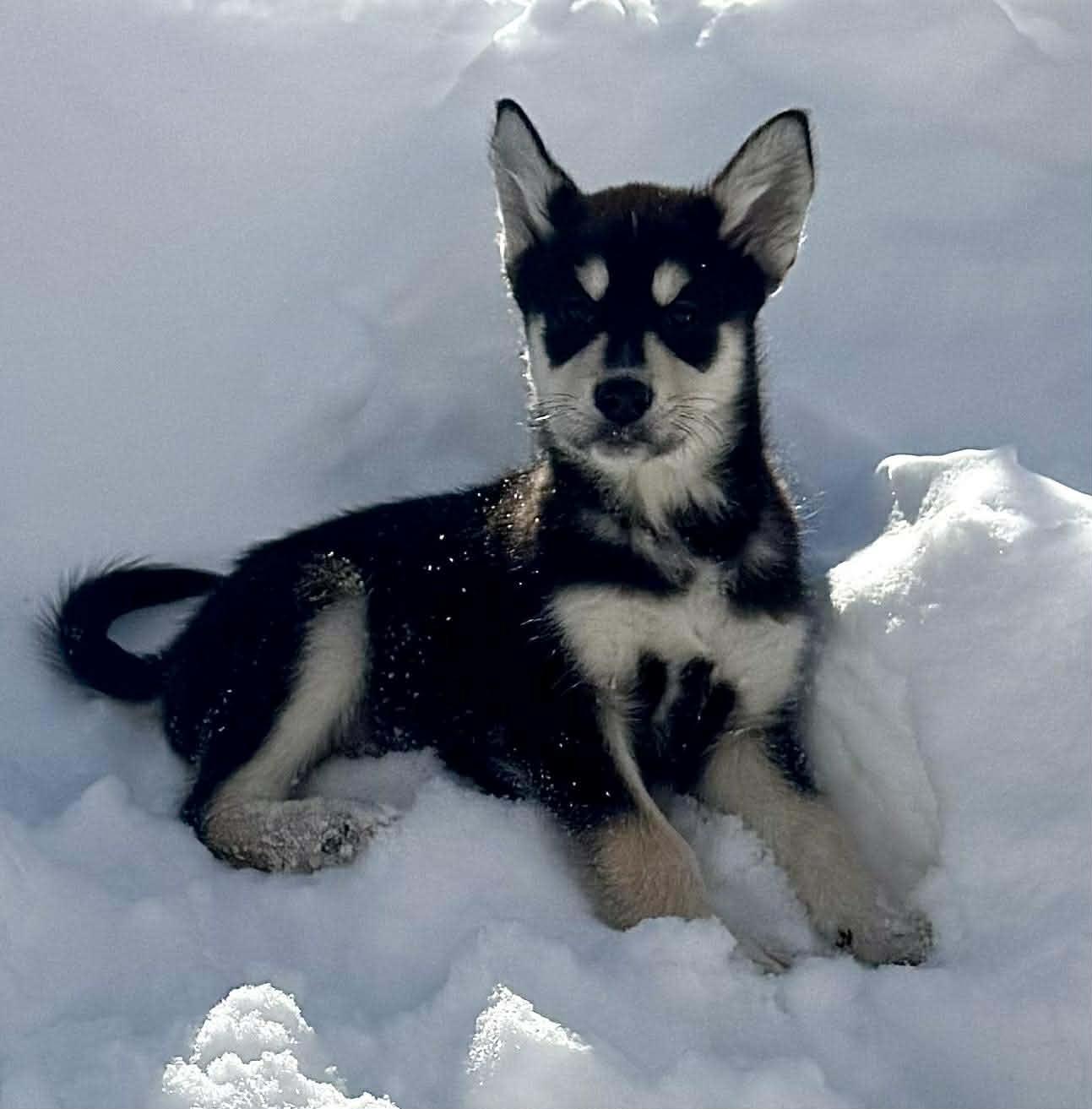 Enlarge Colorado, an adopted mixed breed in Toronto, ON image 2/5