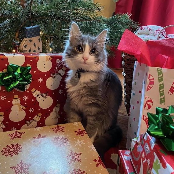 Enlarge Garbanzo Bean, a Adoptable mixed breed in East Brunswick, NJ image 3/6