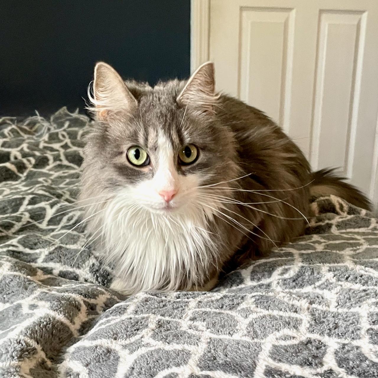 Garbanzo Bean, Adult Male Domestic Long Hair