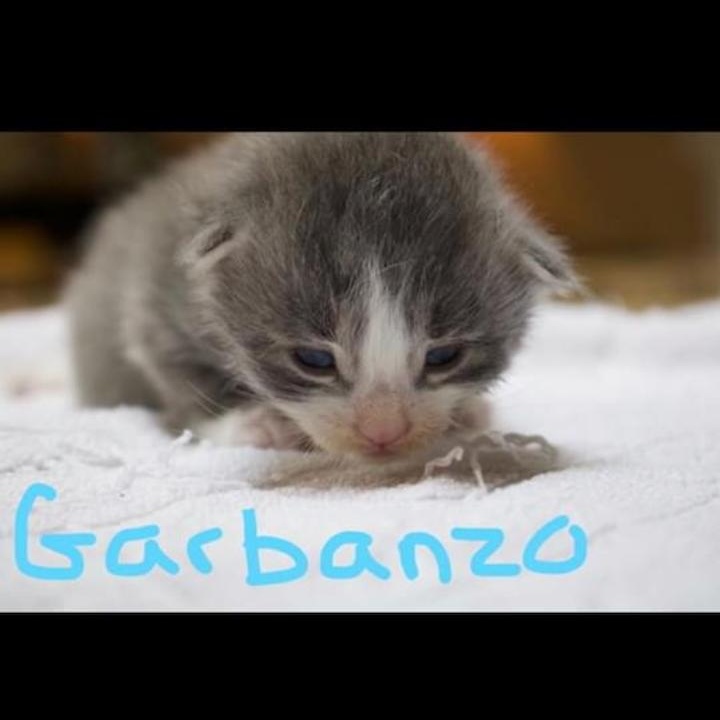 Enlarge Garbanzo Bean, a Adoptable mixed breed in East Brunswick, NJ image 5/6