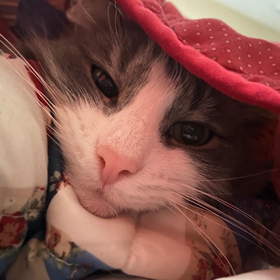 Enlarge Garbanzo Bean, a Adoptable mixed breed in East Brunswick, NJ image 4/6