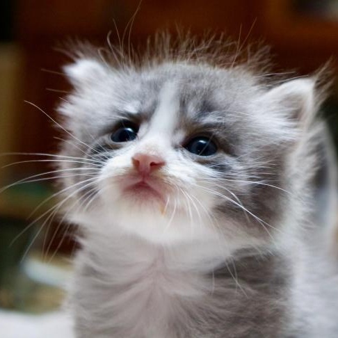 Enlarge Garbanzo Bean, a Adoptable mixed breed in East Brunswick, NJ image 6/6