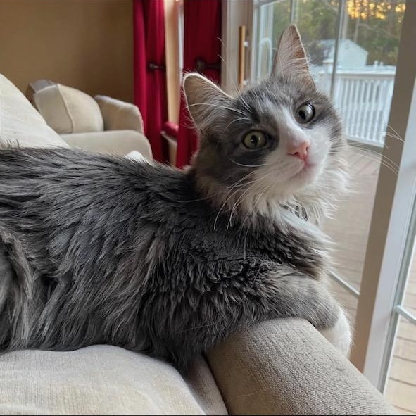 Enlarge Garbanzo Bean, a Adoptable mixed breed in East Brunswick, NJ image 2/6