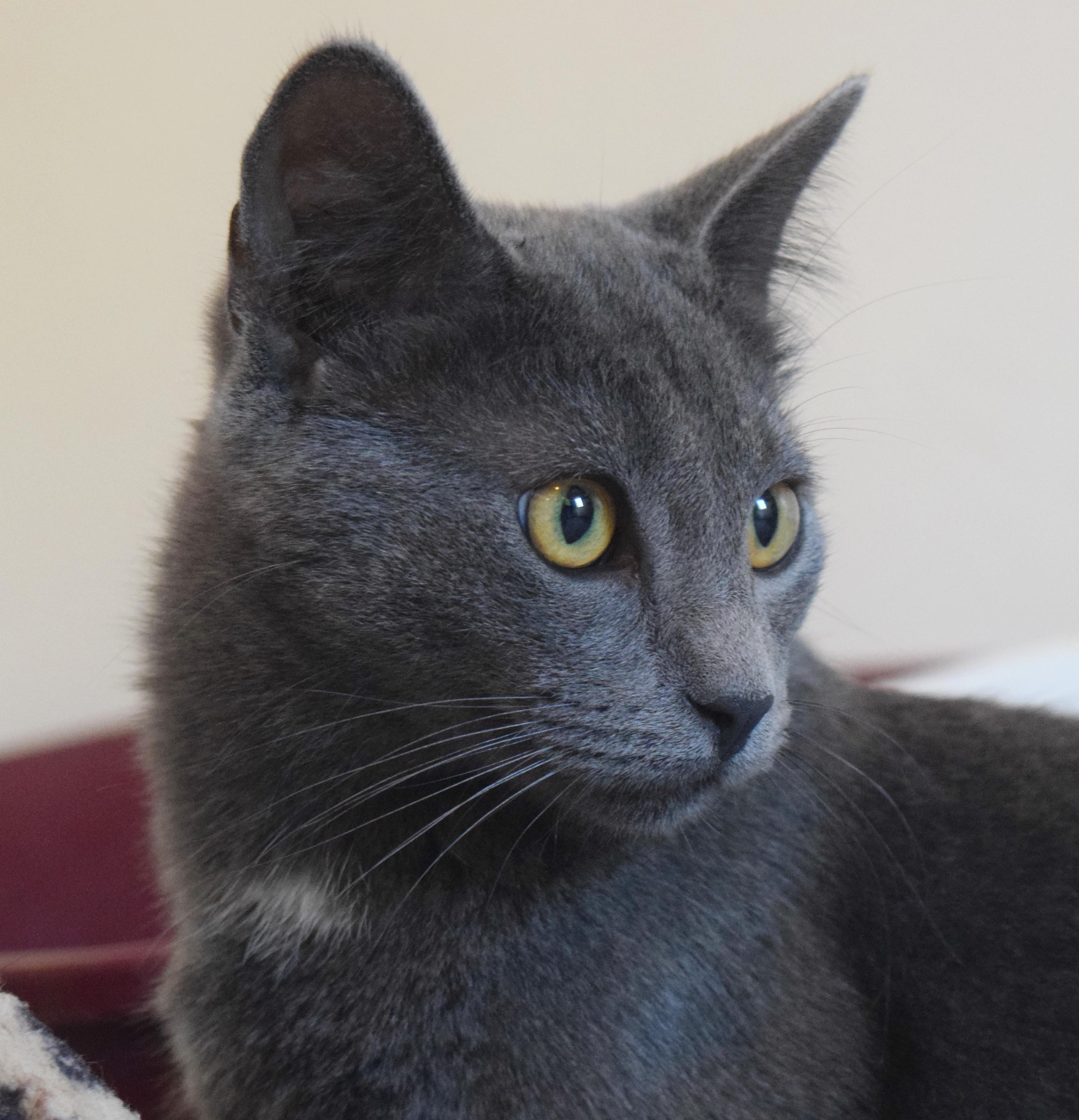 Sky, a Adoptable mixed breed in Bulverde, TX image 2/6