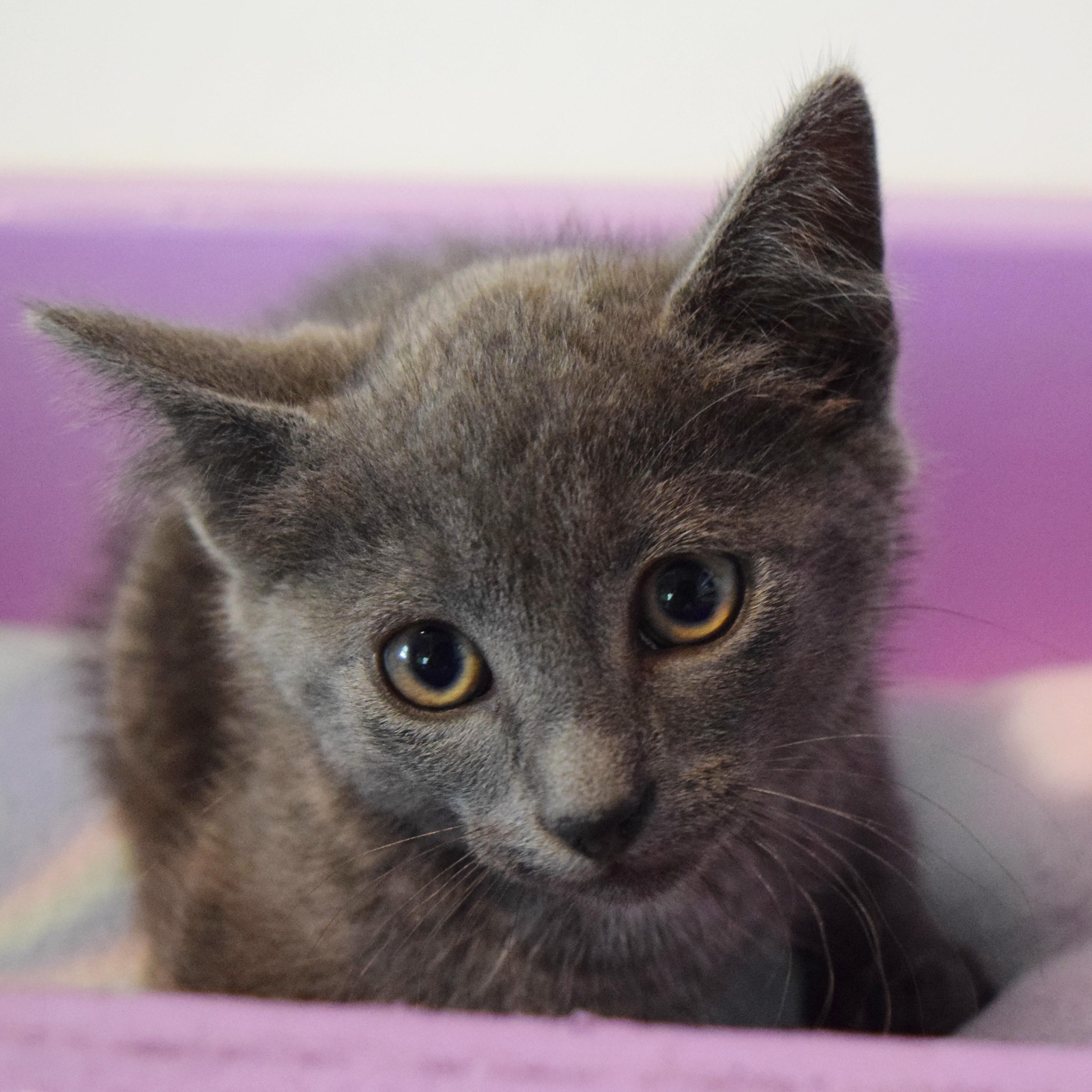 Sky, a Adoptable mixed breed in Bulverde, TX image 5/6