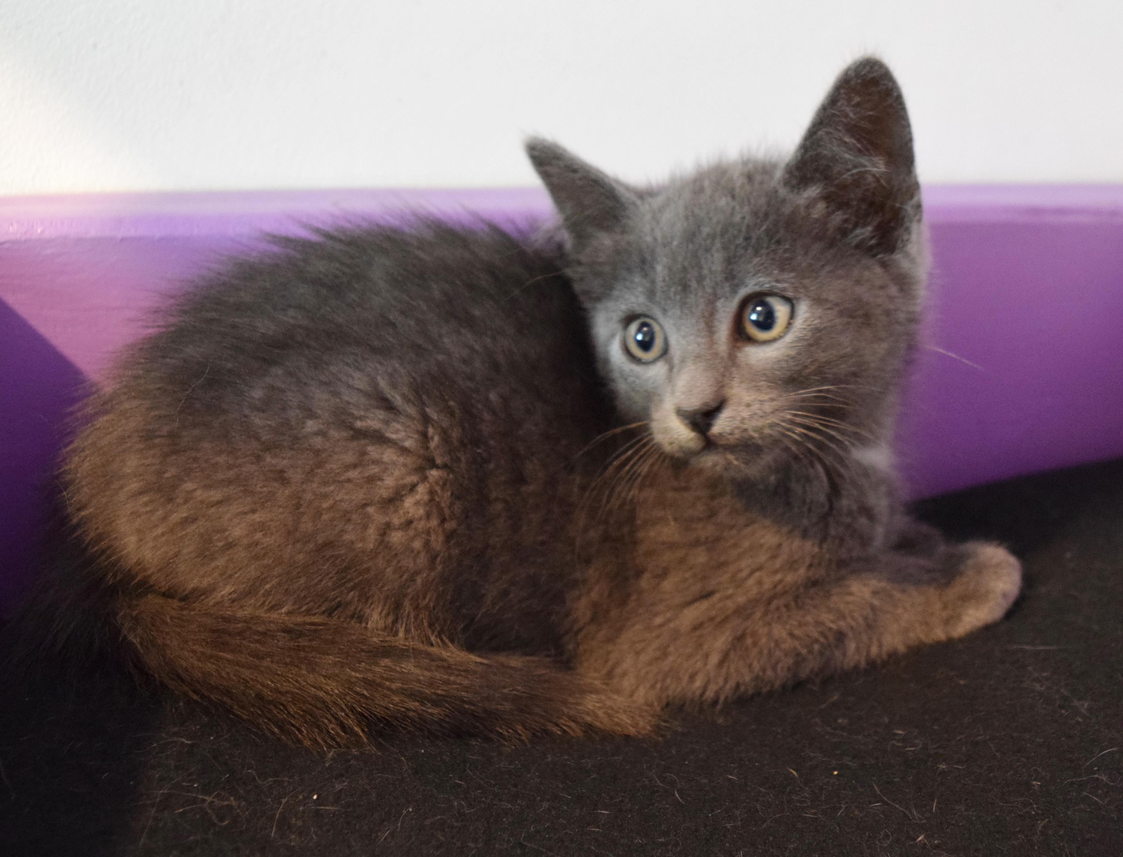 Sky, a Adoptable mixed breed in Bulverde, TX image 6/6